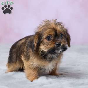 Buttercup, Shorkie Puppy